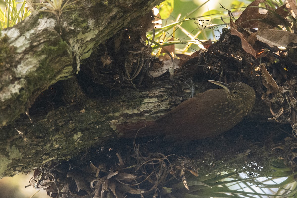 Spotted Woodcreeper (Spotted) - ML615654797