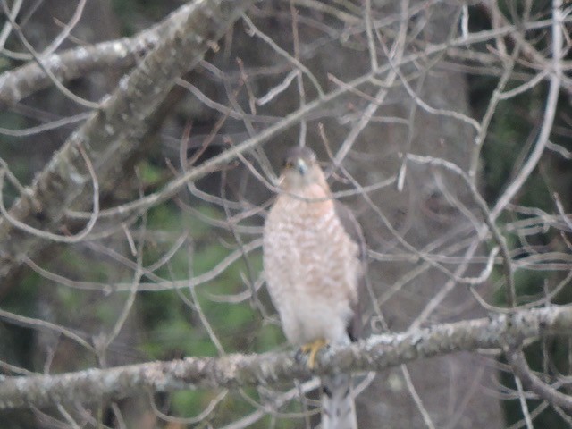 Azor/Gavilán sp.  (Accipiter sp.) - ML615654809