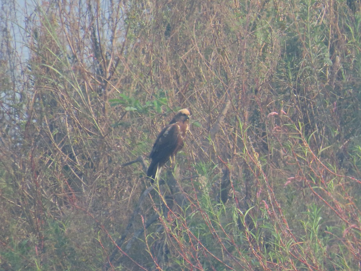 Western Marsh Harrier - ML615654915