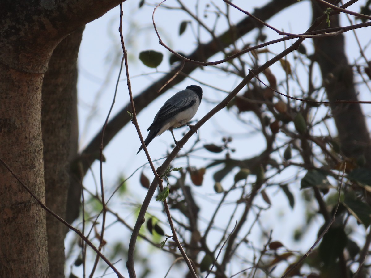 Black-headed Cuckooshrike - ML615654923