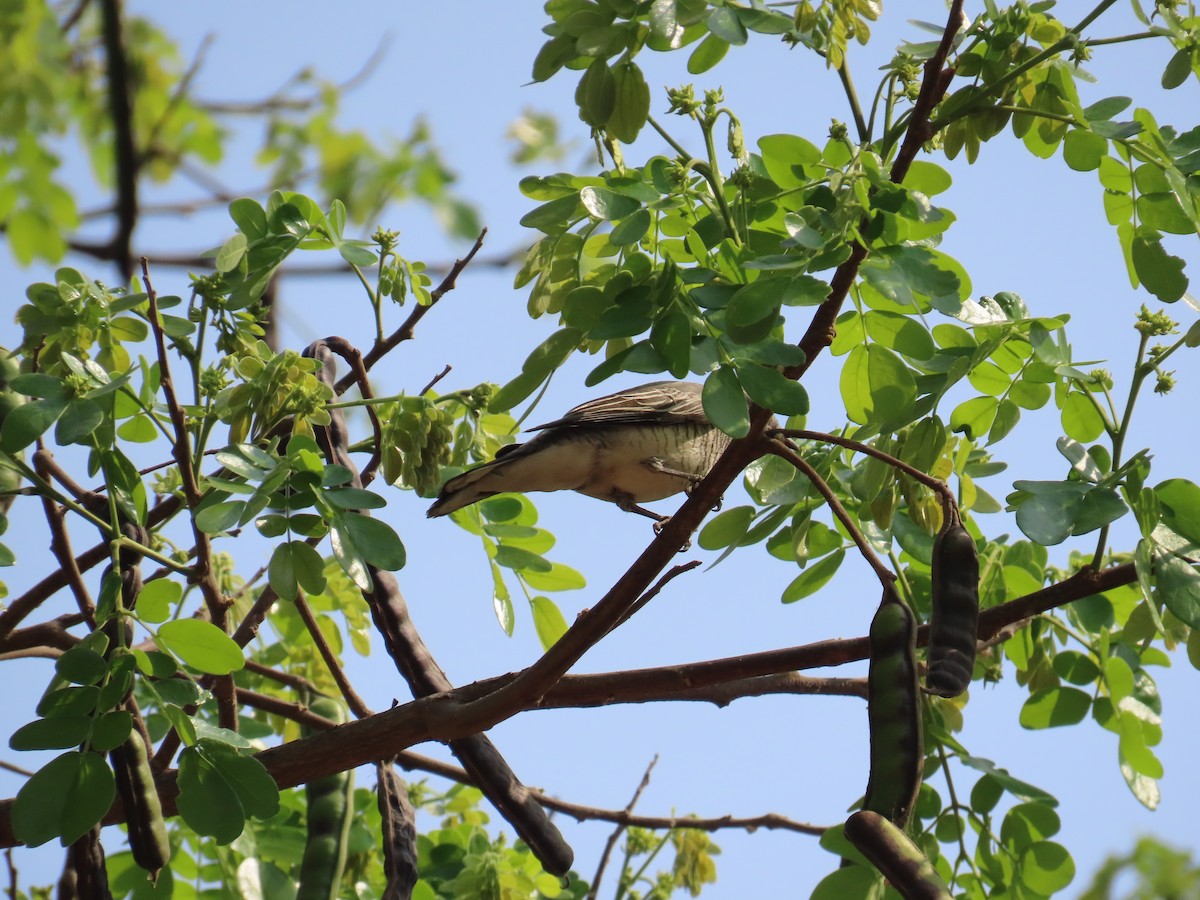 Black-headed Cuckooshrike - ML615654924