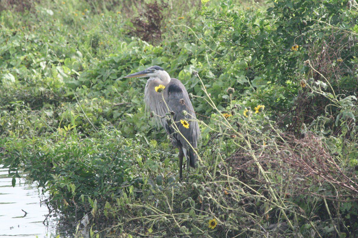 Great Blue Heron - ML615654930