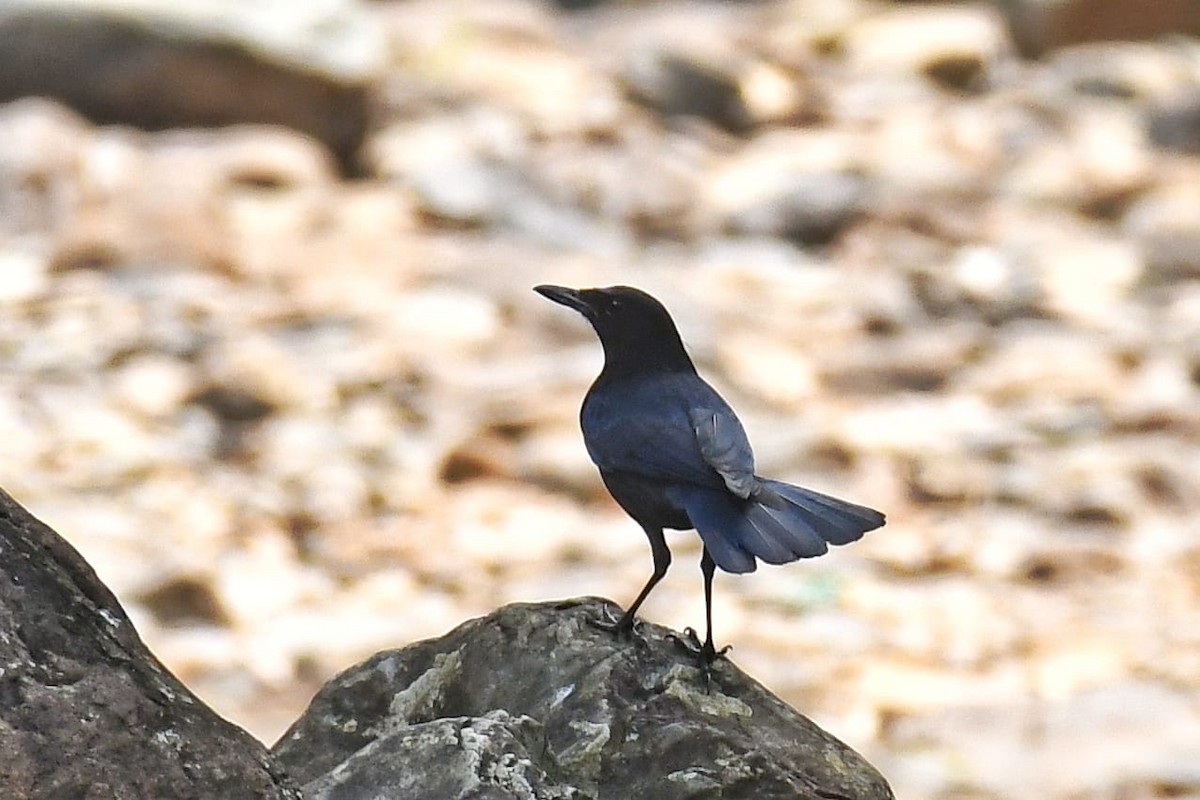 Malabar Whistling-Thrush - RAKESH SINGHA DEV