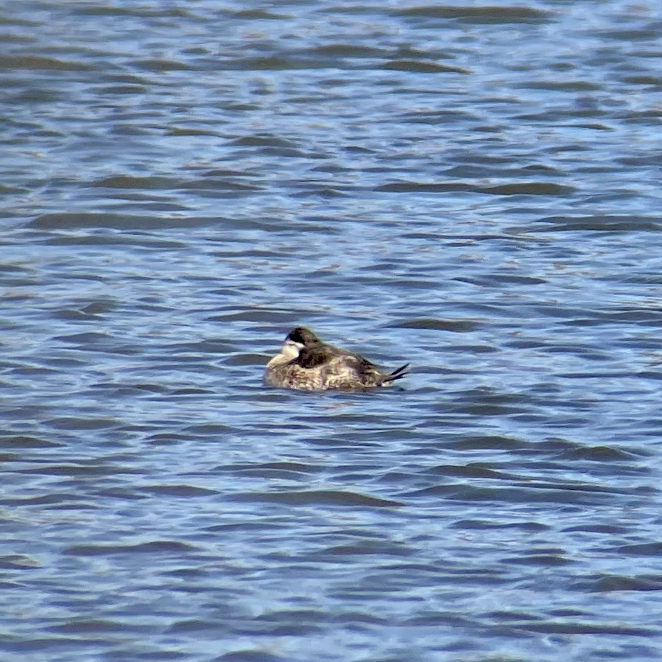 Ruddy Duck - ML615655018