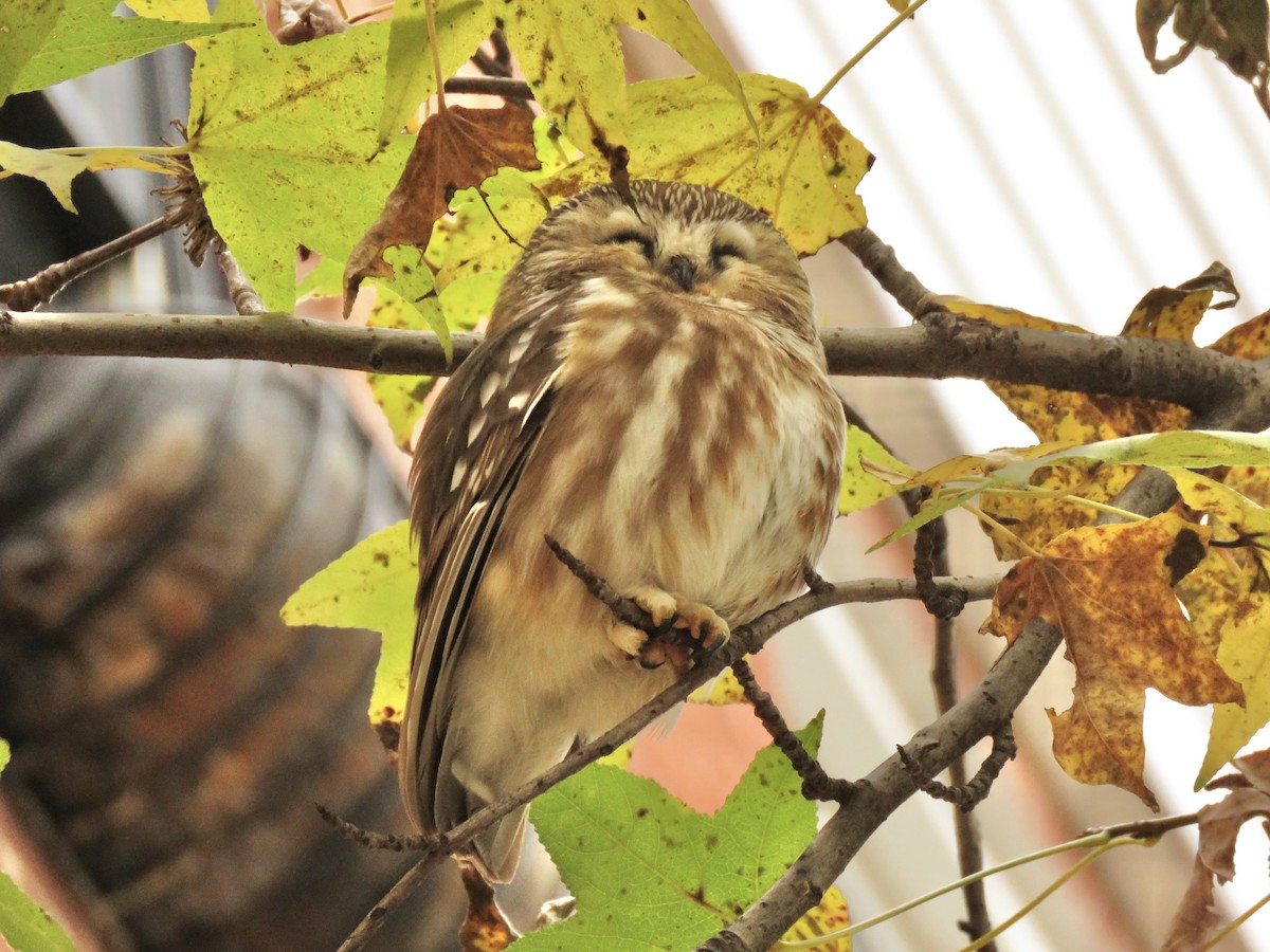 Northern Saw-whet Owl (acadicus) - ML615655019
