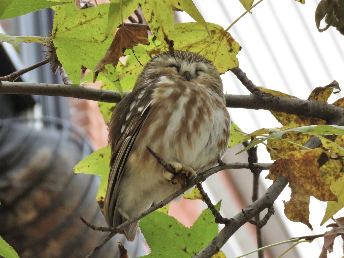 Northern Saw-whet Owl (acadicus) - ML615655020