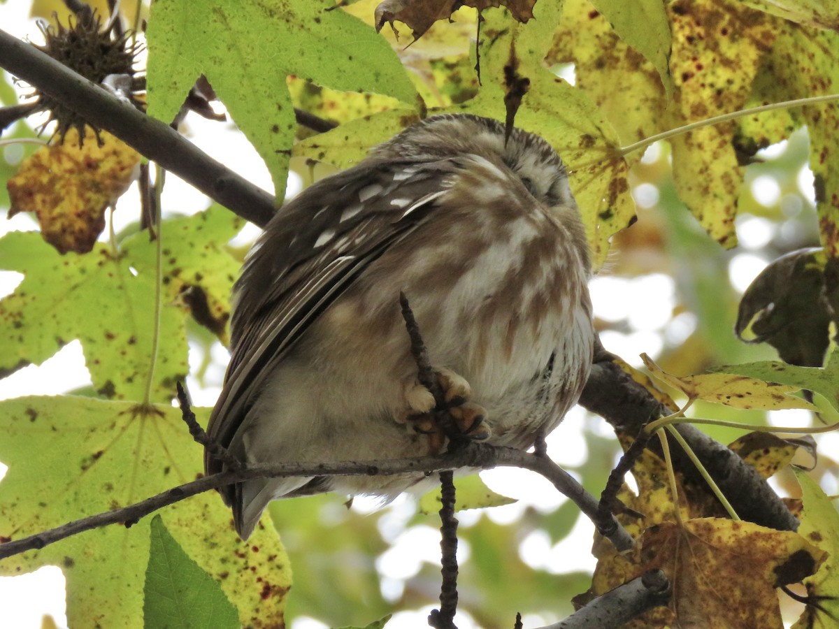 Northern Saw-whet Owl (acadicus) - ML615655025