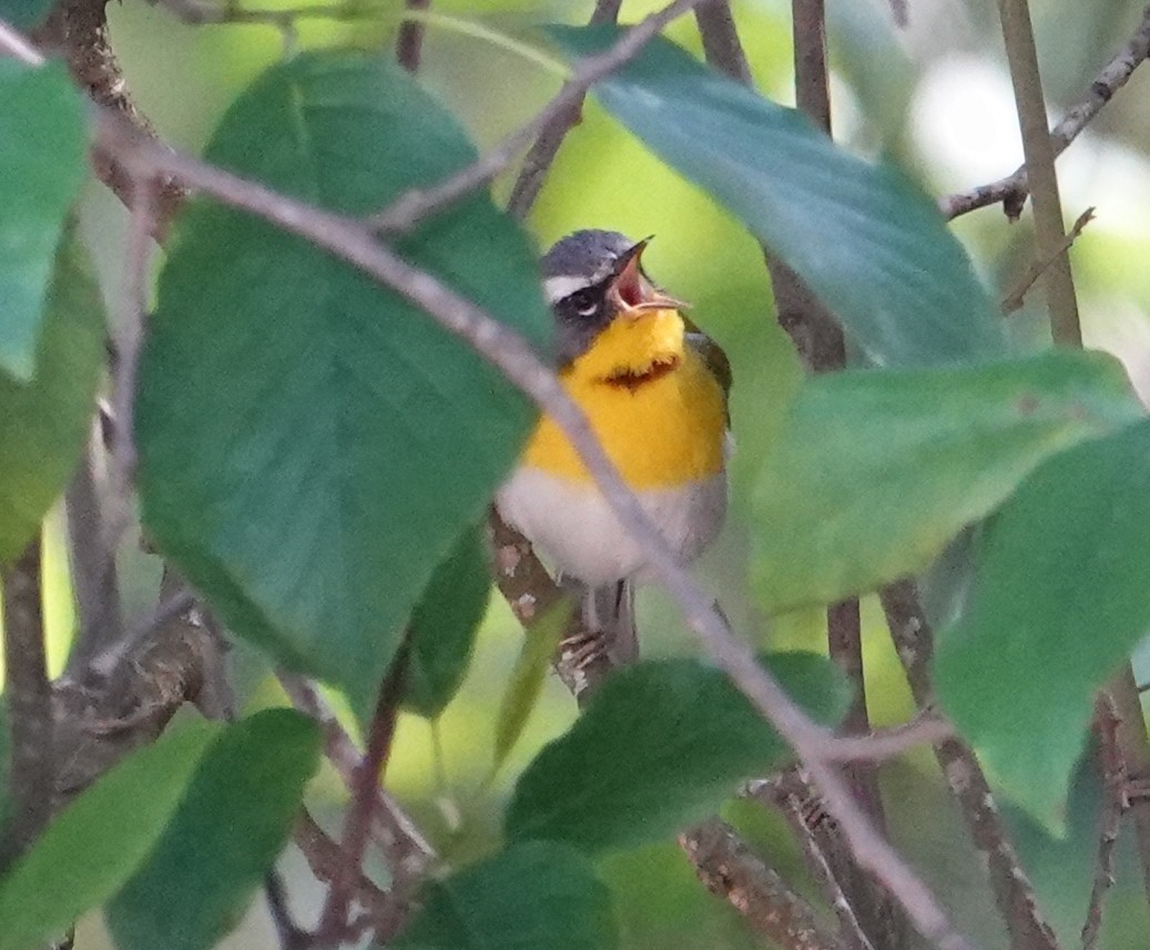 Crescent-chested Warbler - ML615655028