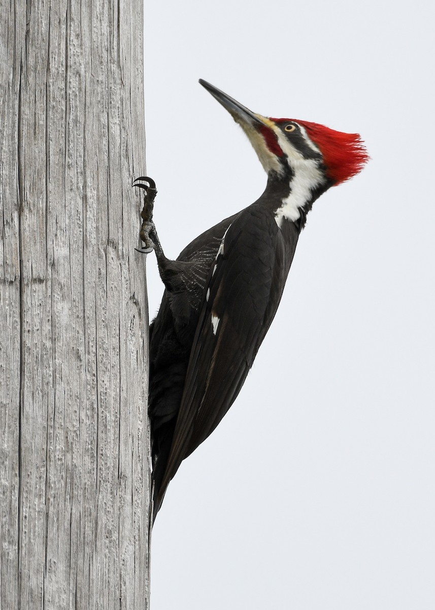 Pileated Woodpecker - Don Keffer