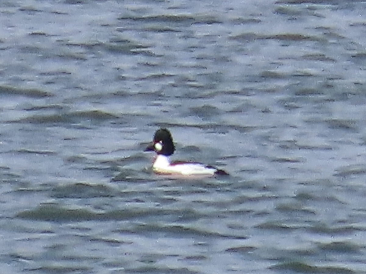 Common Goldeneye - ML615655063