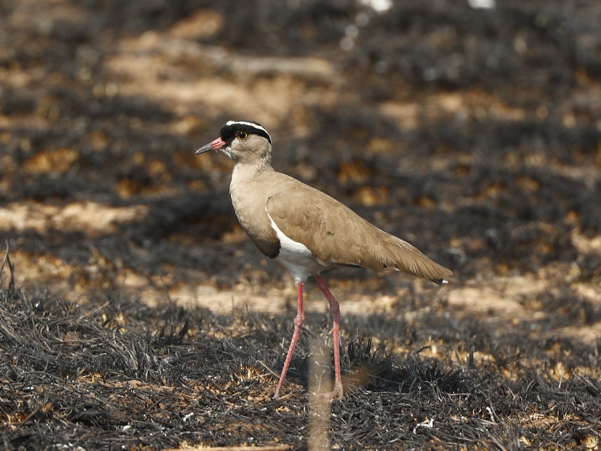Crowned Lapwing - ML615655064