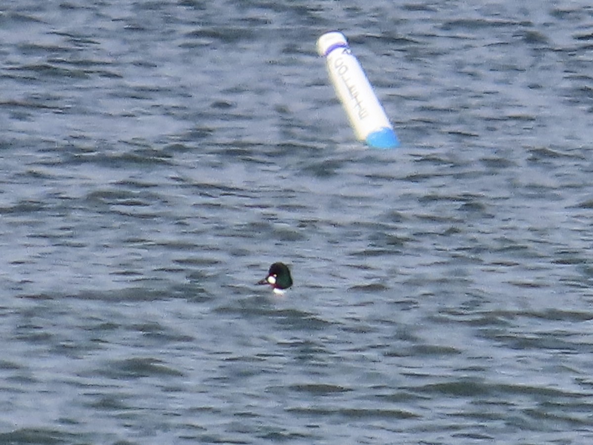 Common Goldeneye - ML615655072