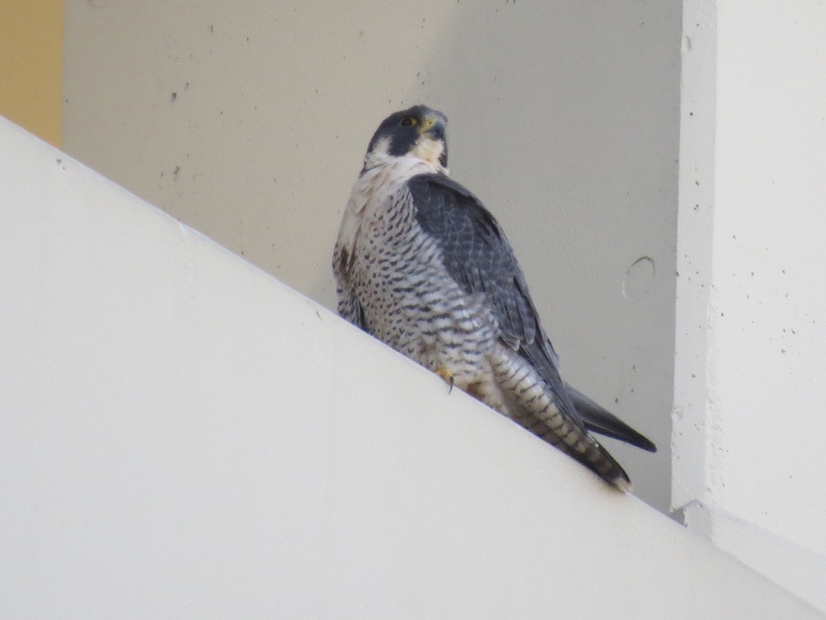 Peregrine Falcon - ML615655103