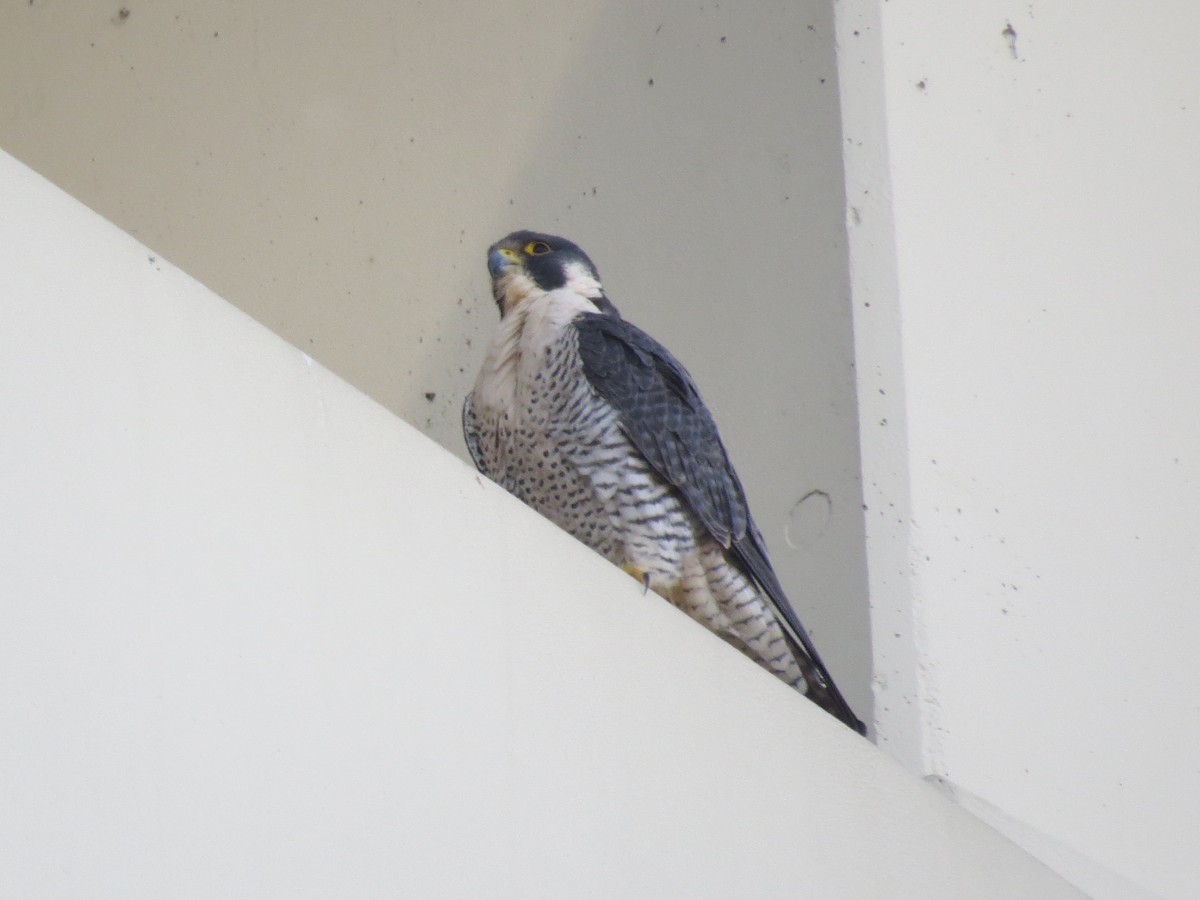 Peregrine Falcon - ML615655105