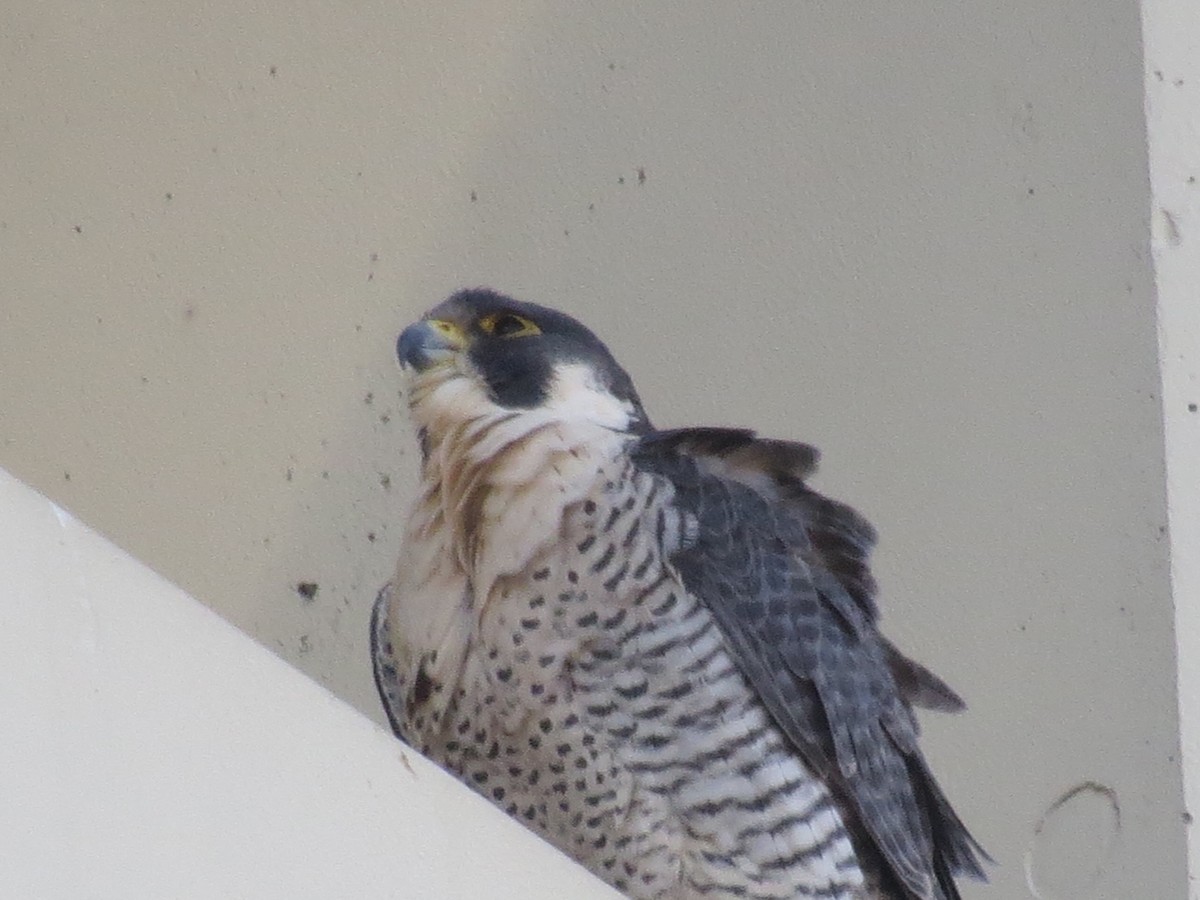 Peregrine Falcon - ML615655106