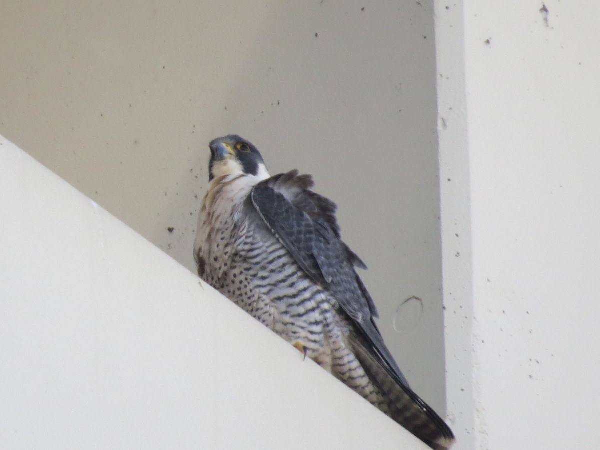 Peregrine Falcon - ML615655109