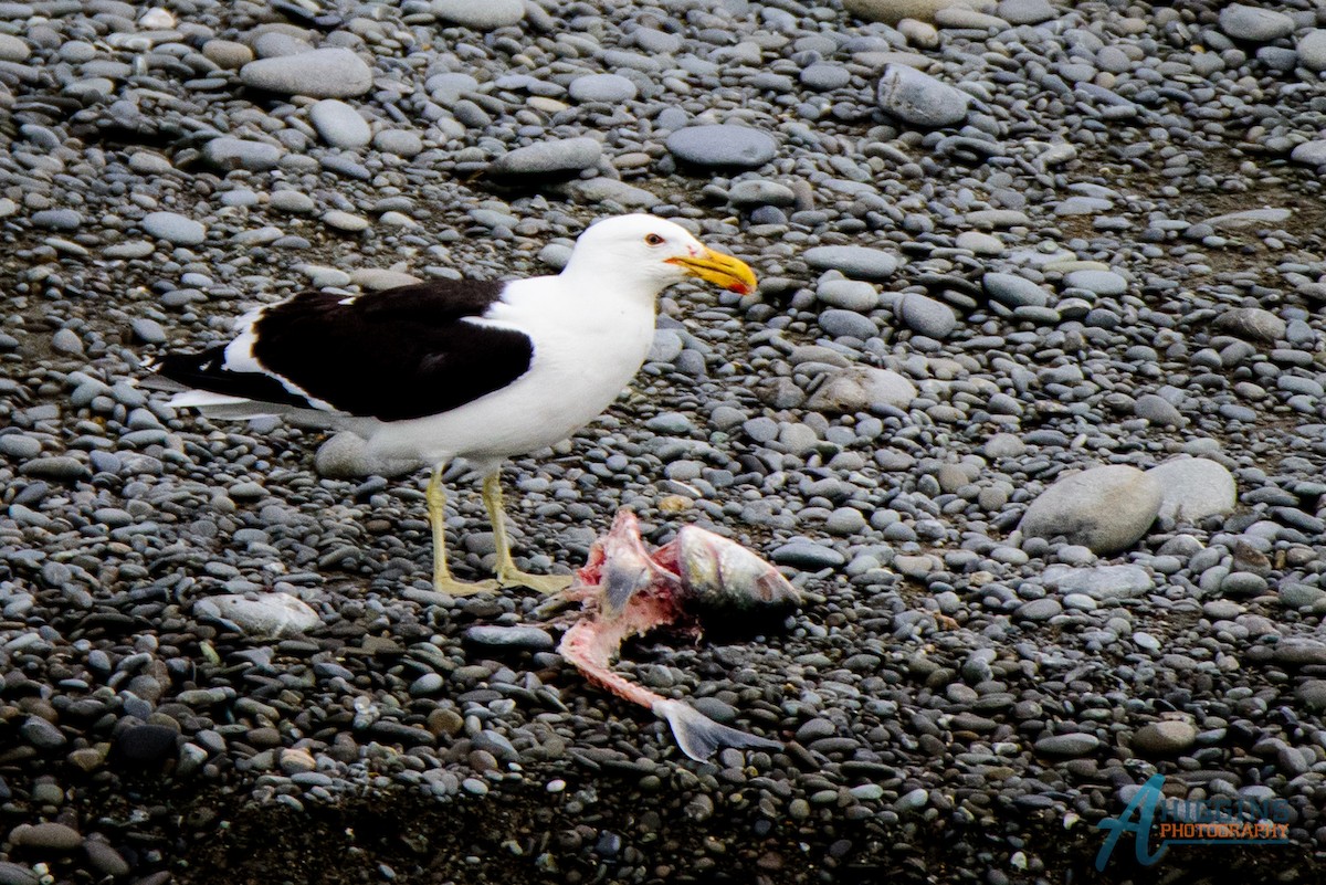 Kelp Gull - ML61565511