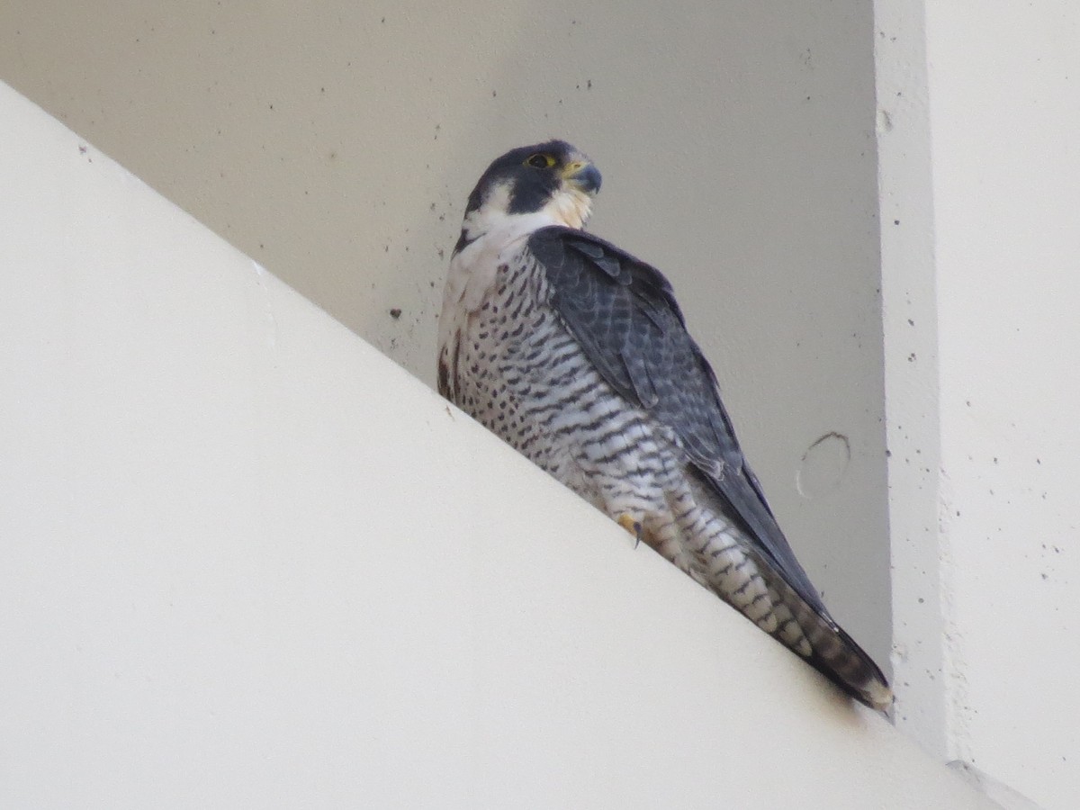 Peregrine Falcon - Ethan Maynard