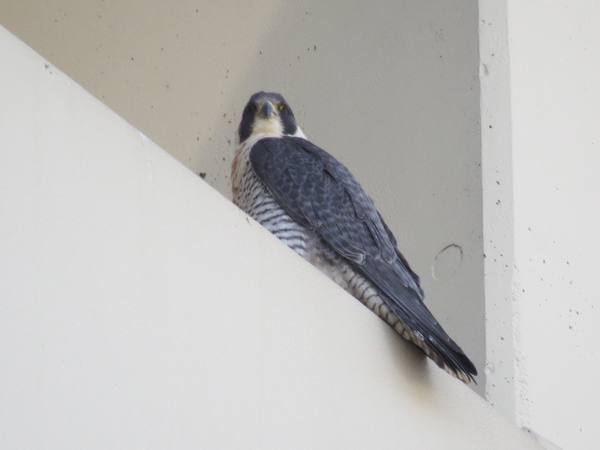 Peregrine Falcon - ML615655120