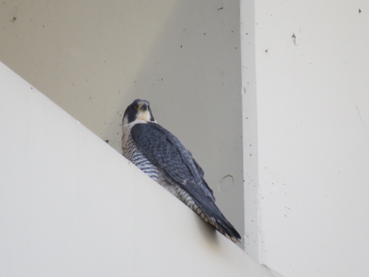 Peregrine Falcon - ML615655121