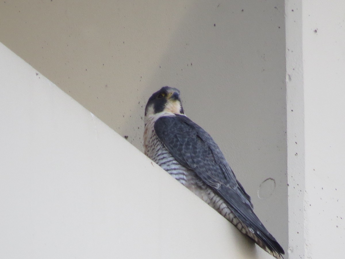 Peregrine Falcon - ML615655125