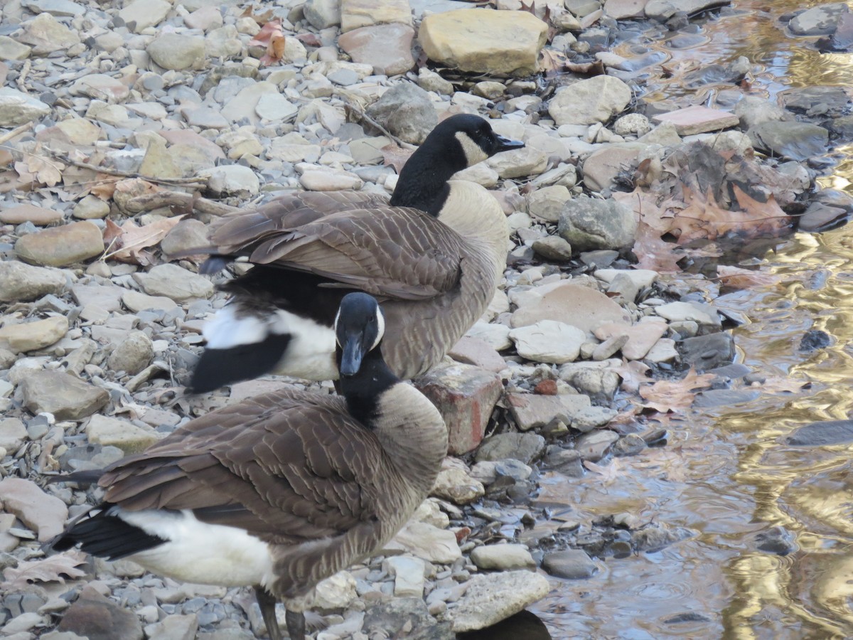 Canada Goose - ML615655127