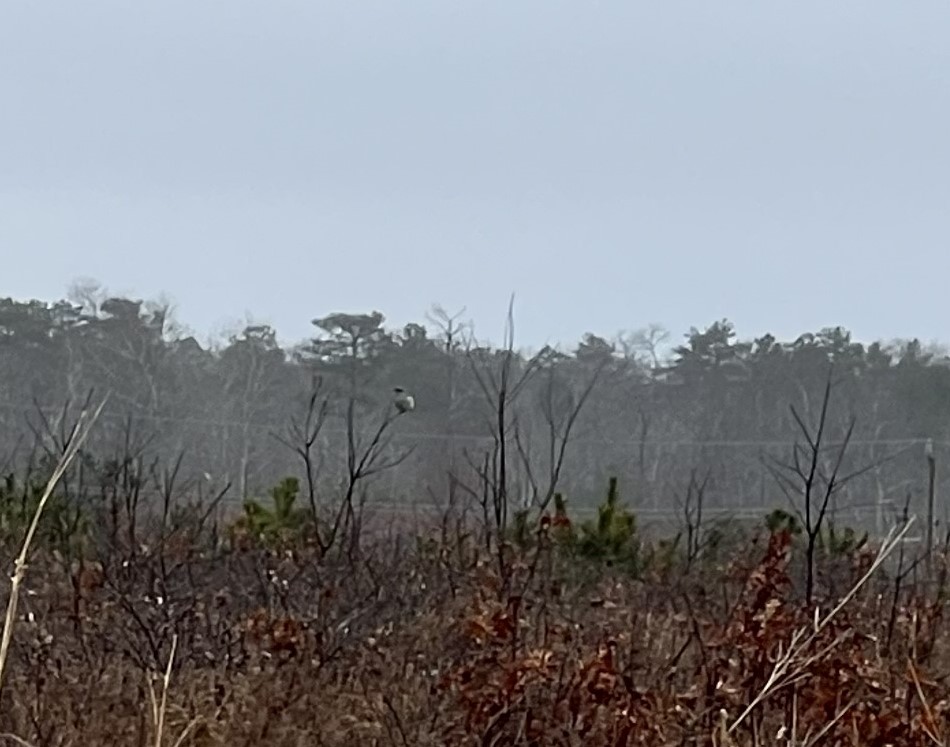 Умардын дунхай - ML615655135