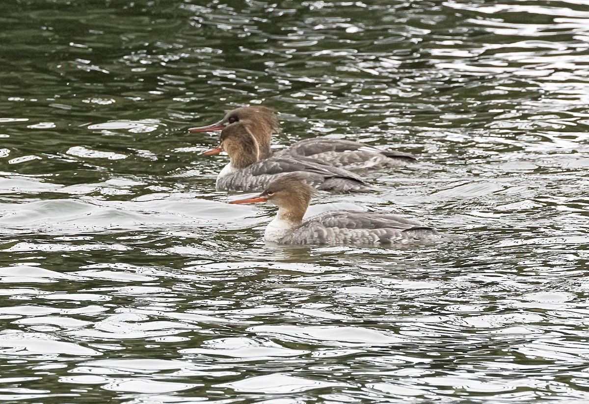 Red-breasted Merganser - terry moore