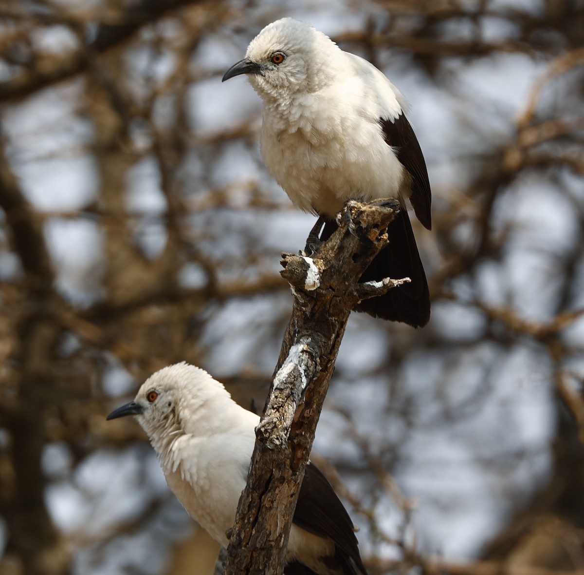 Southern Pied-Babbler - John Mills