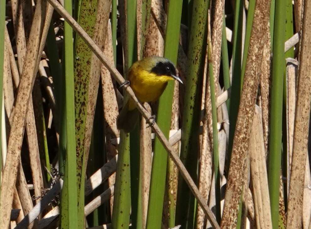 Black-polled Yellowthroat - ML615655199