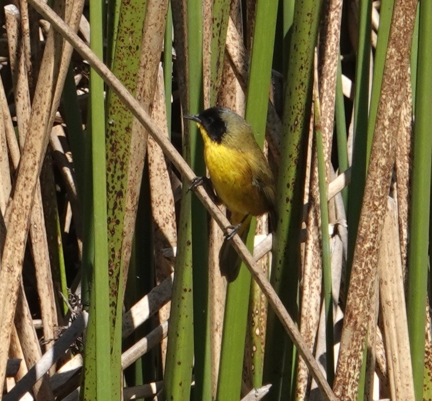 Black-polled Yellowthroat - Jennifer Beirne