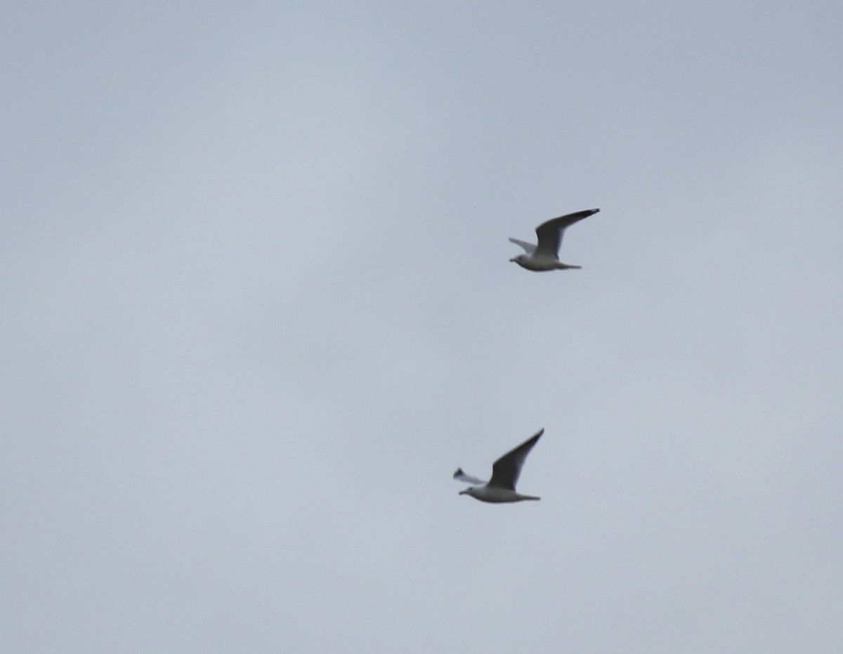 Ring-billed Gull - ML615655228