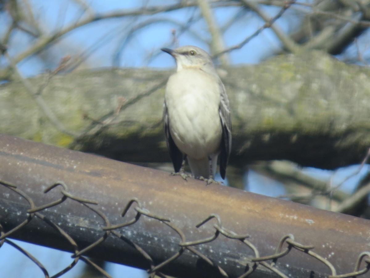 Northern Mockingbird - ML615655255