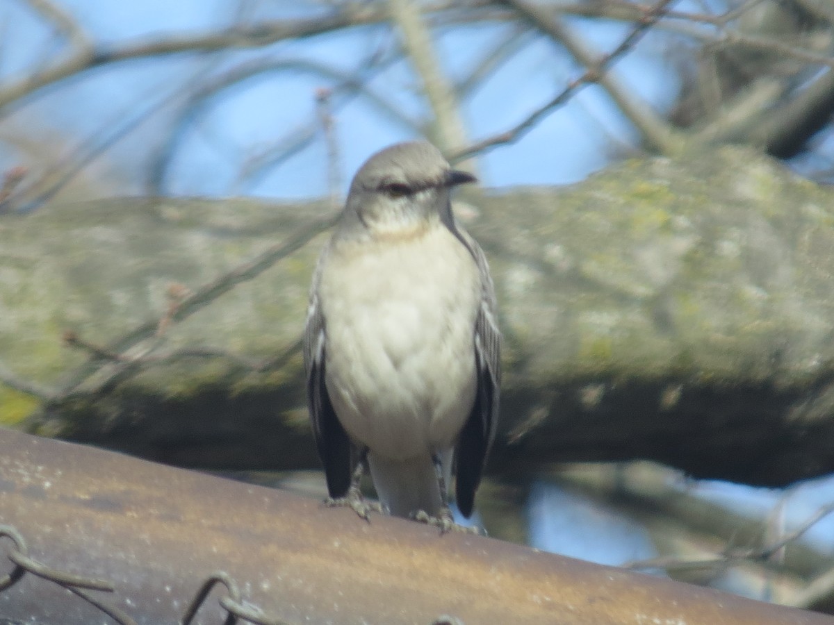 Northern Mockingbird - ML615655257