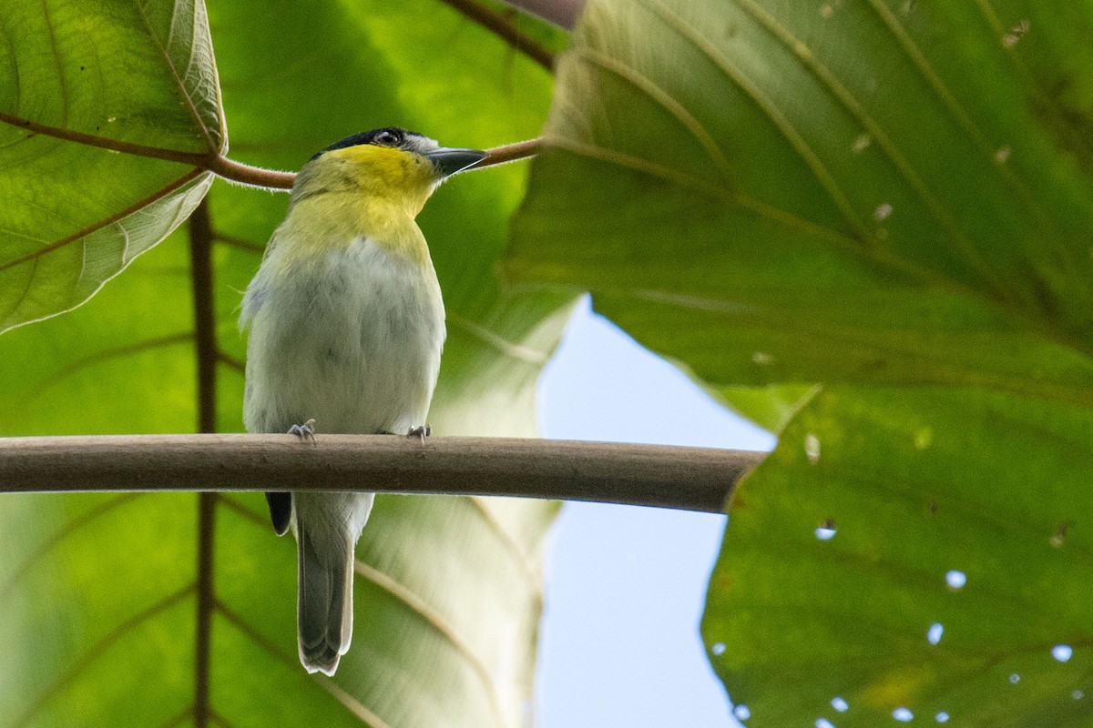 Green-backed Becard - Celesta von Chamier