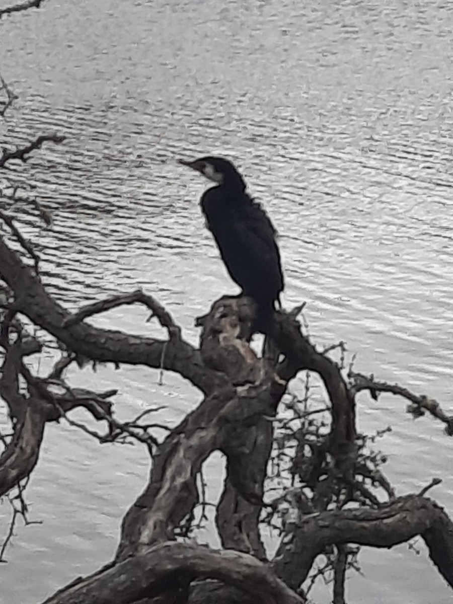 Little Pied Cormorant - ML615655284