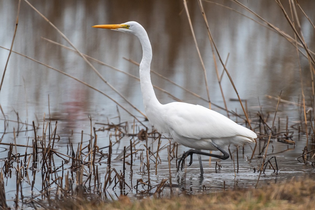 Great Egret - ML615655310