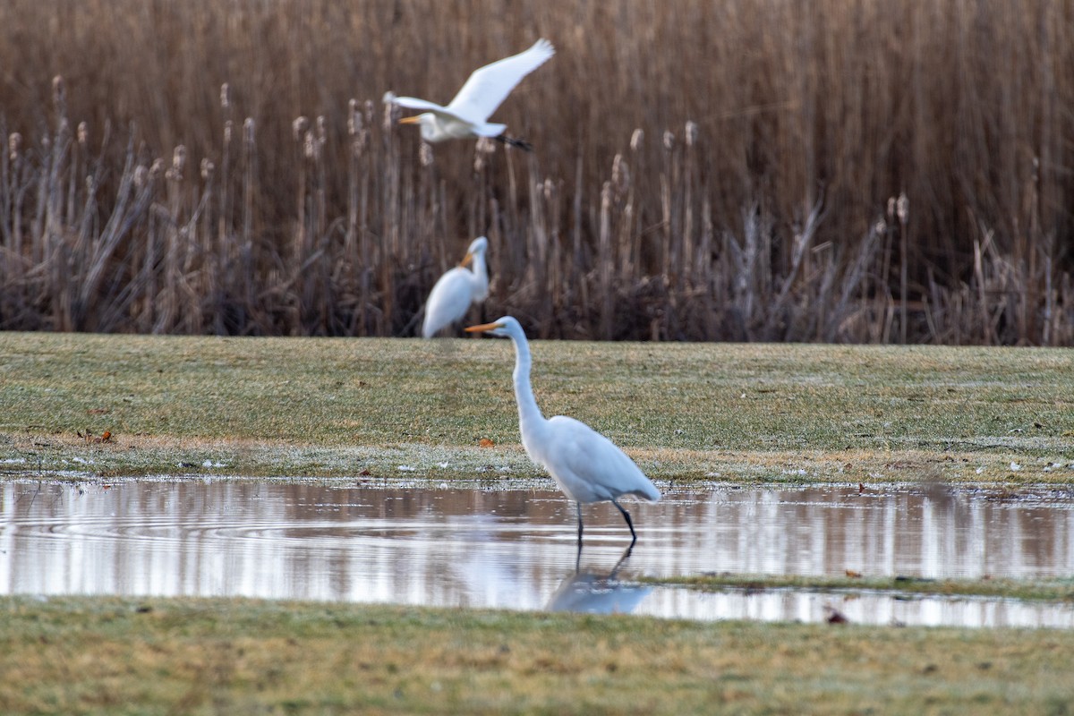 Great Egret - ML615655311