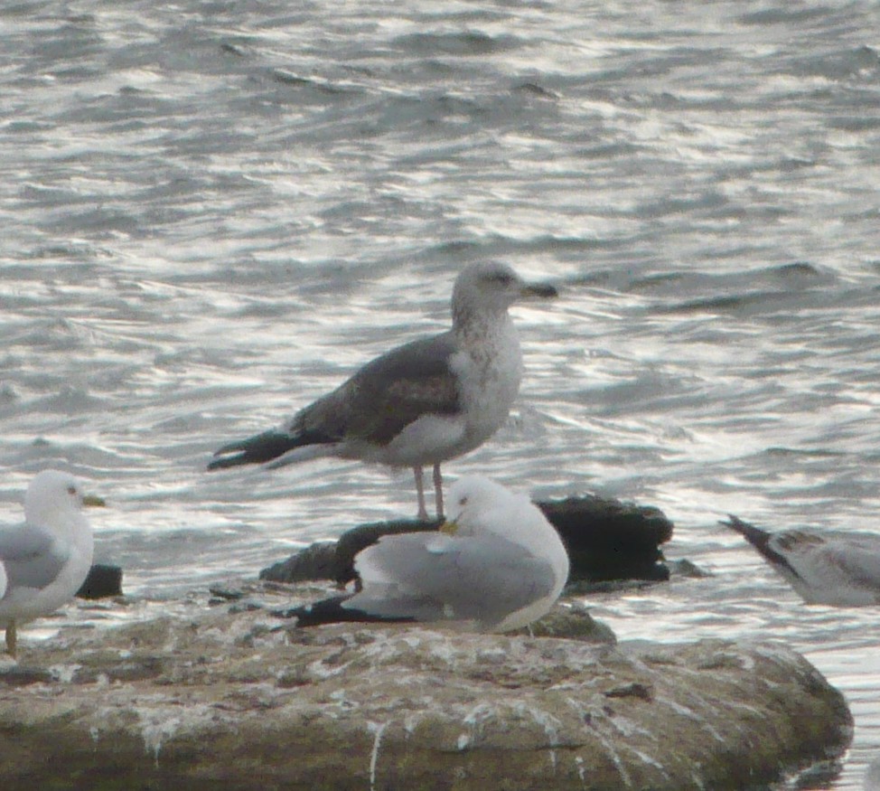 Lesser Black-backed Gull - ML615655320