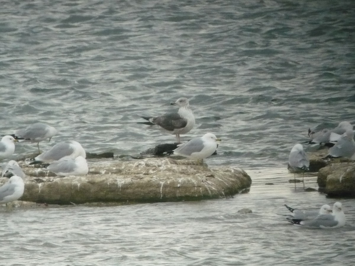 Lesser Black-backed Gull - ML615655353