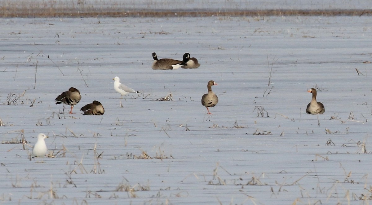 Greater White-fronted Goose - ML615655364
