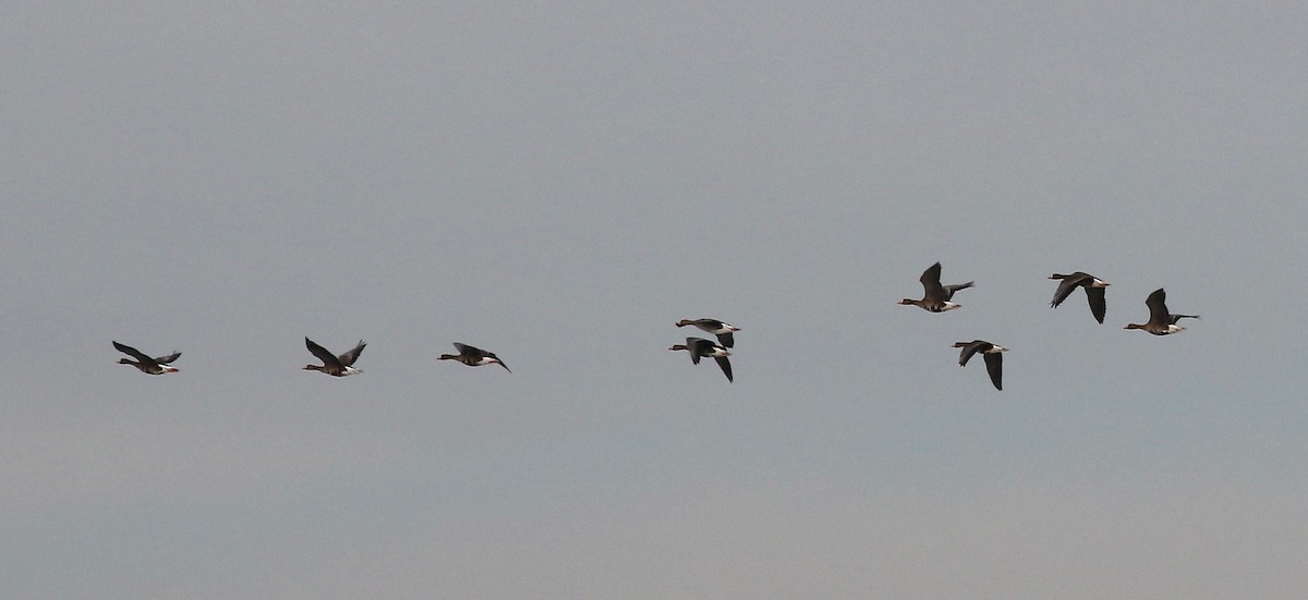 Greater White-fronted Goose - ML615655367