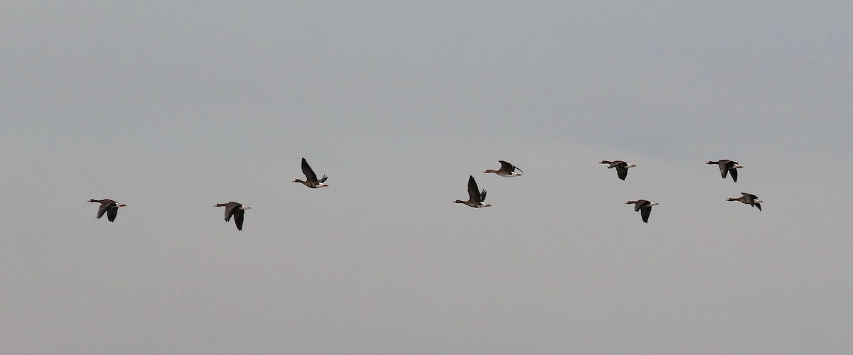 Greater White-fronted Goose - ML615655369