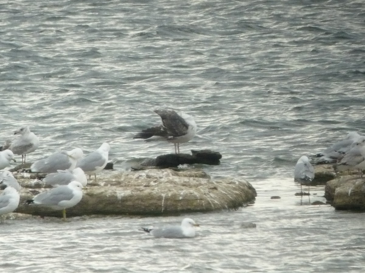 Lesser Black-backed Gull - ML615655383