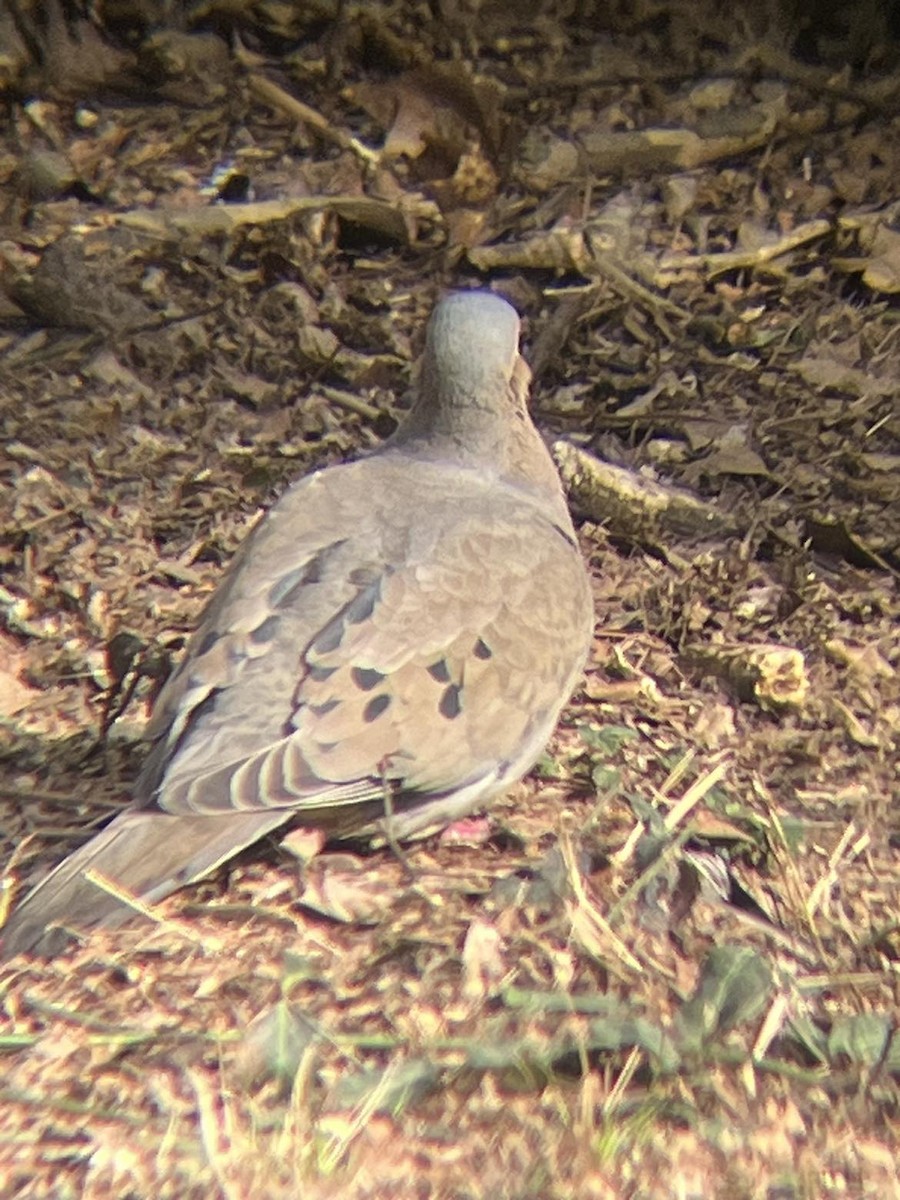 Mourning Dove - ML615655434