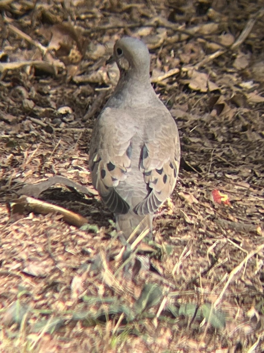 Mourning Dove - ML615655435