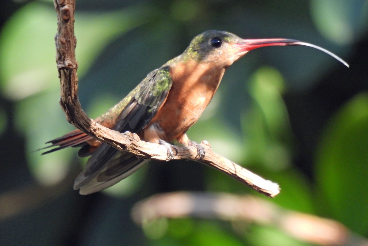 Cinnamon Hummingbird - Danilo Moreno