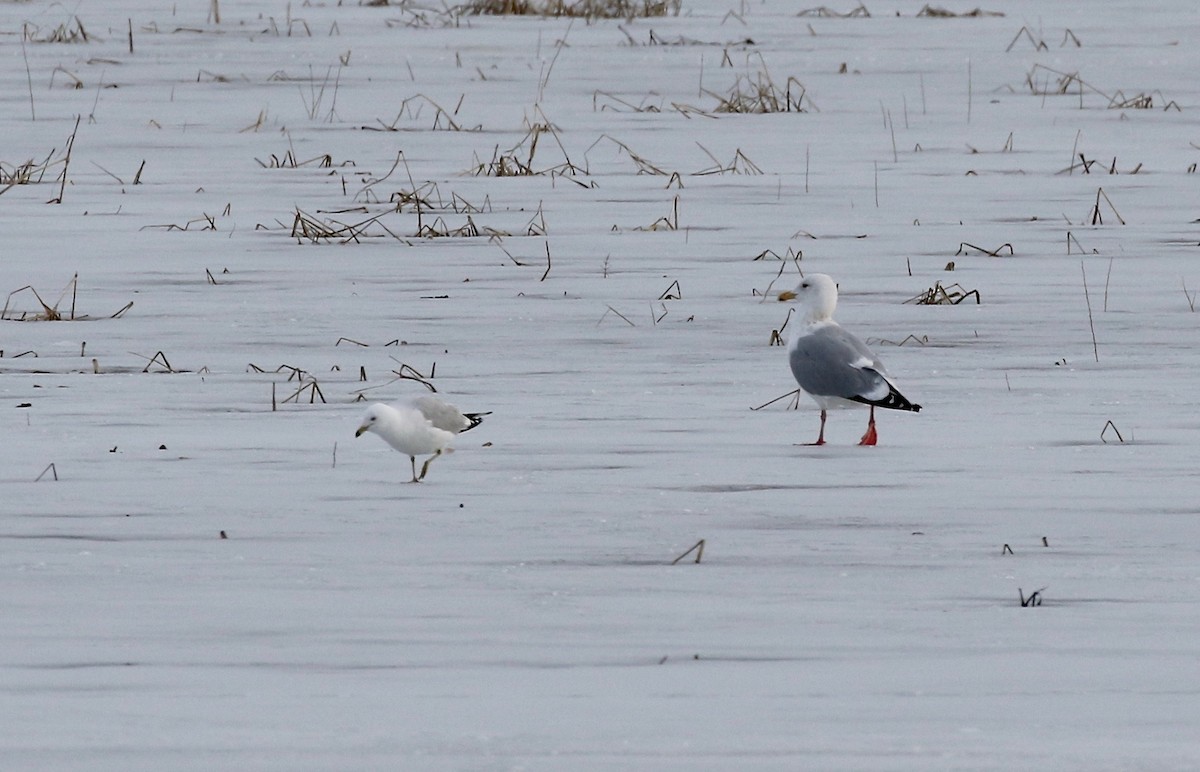 Herring Gull - ML615655456