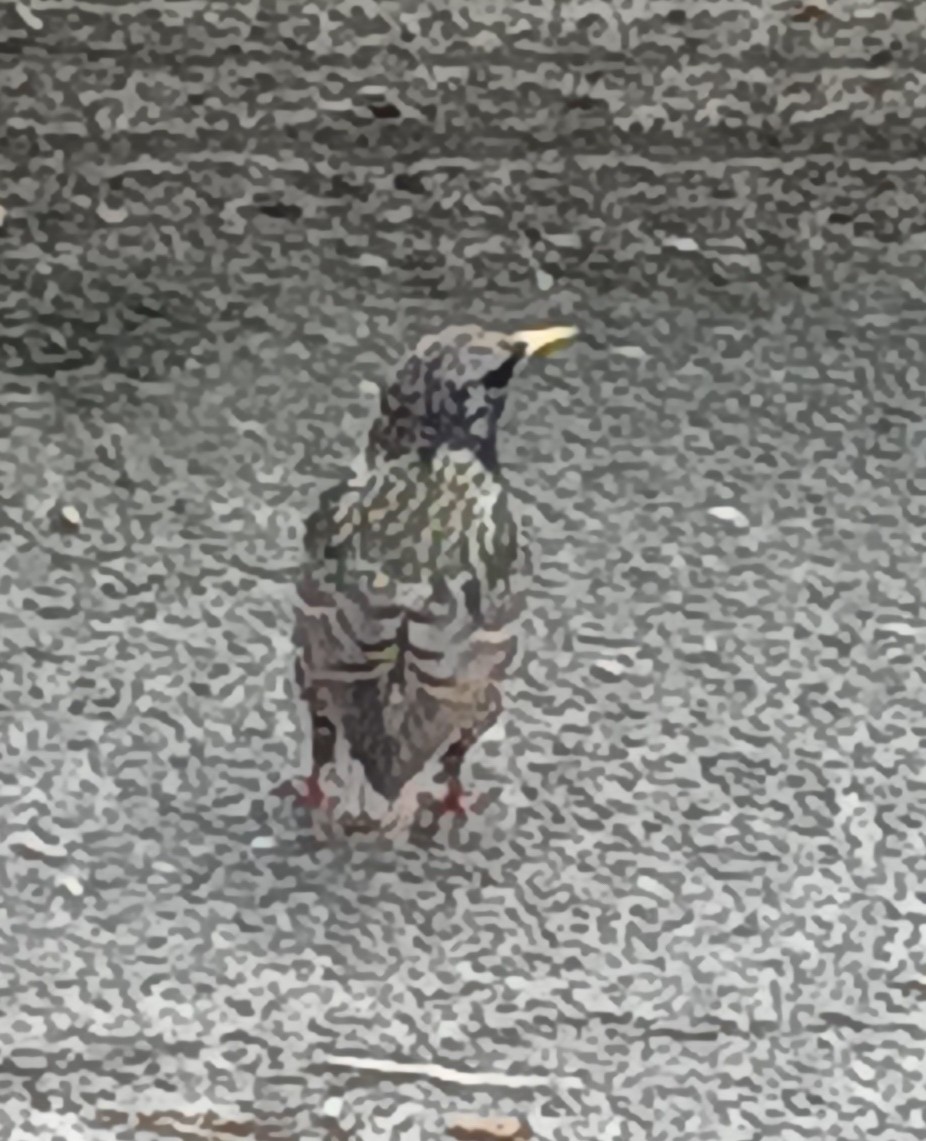 European Starling - ML615655485