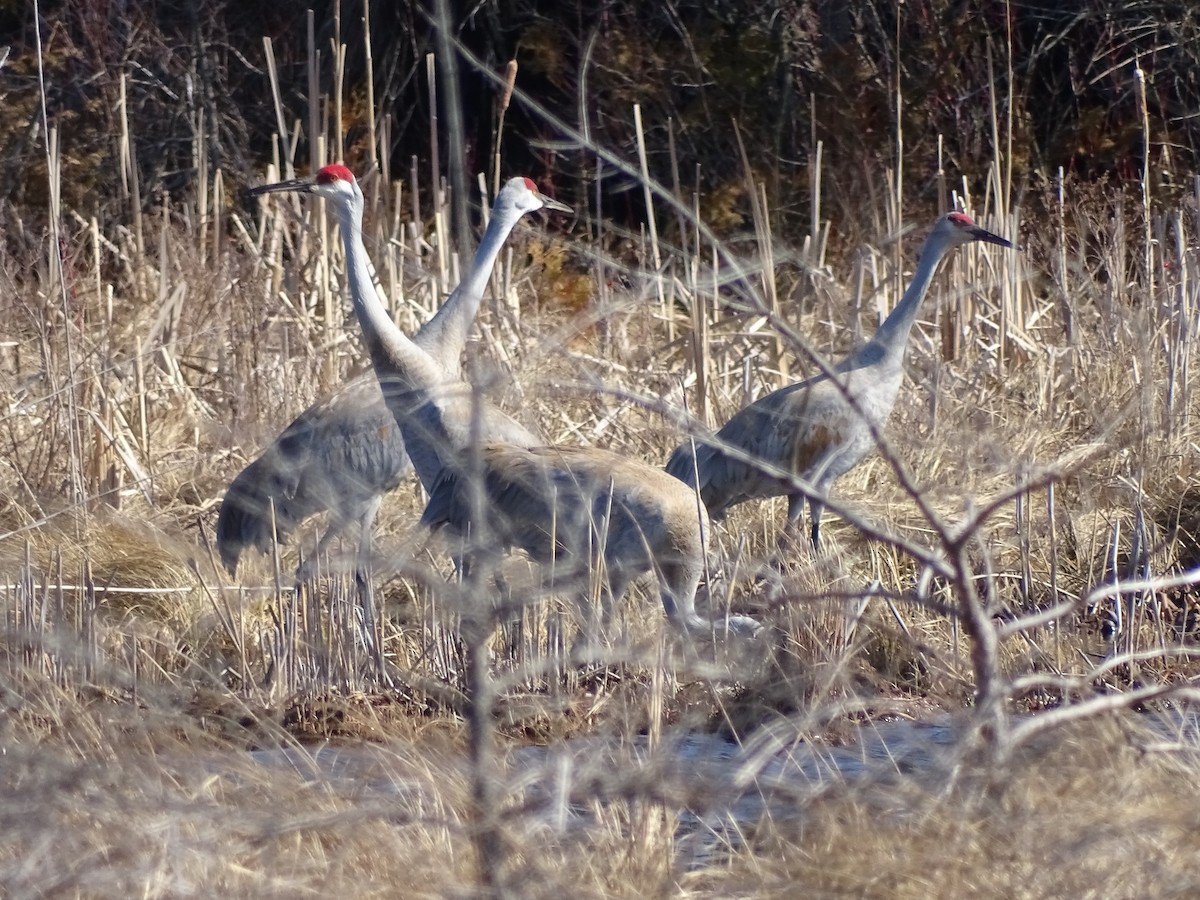 Sandhill Crane - ML615655498